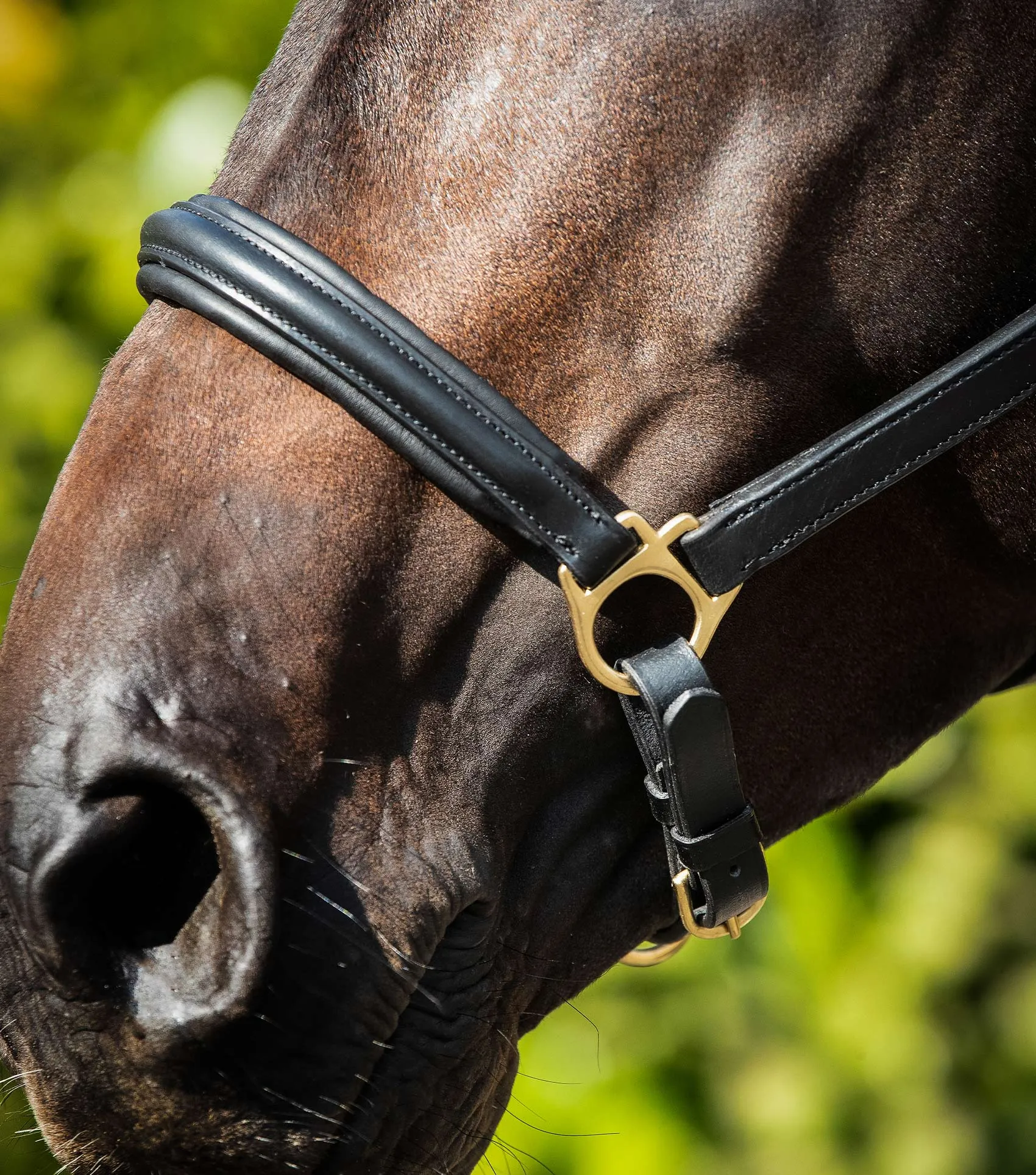 Rego Padded Leather Head Collar Black