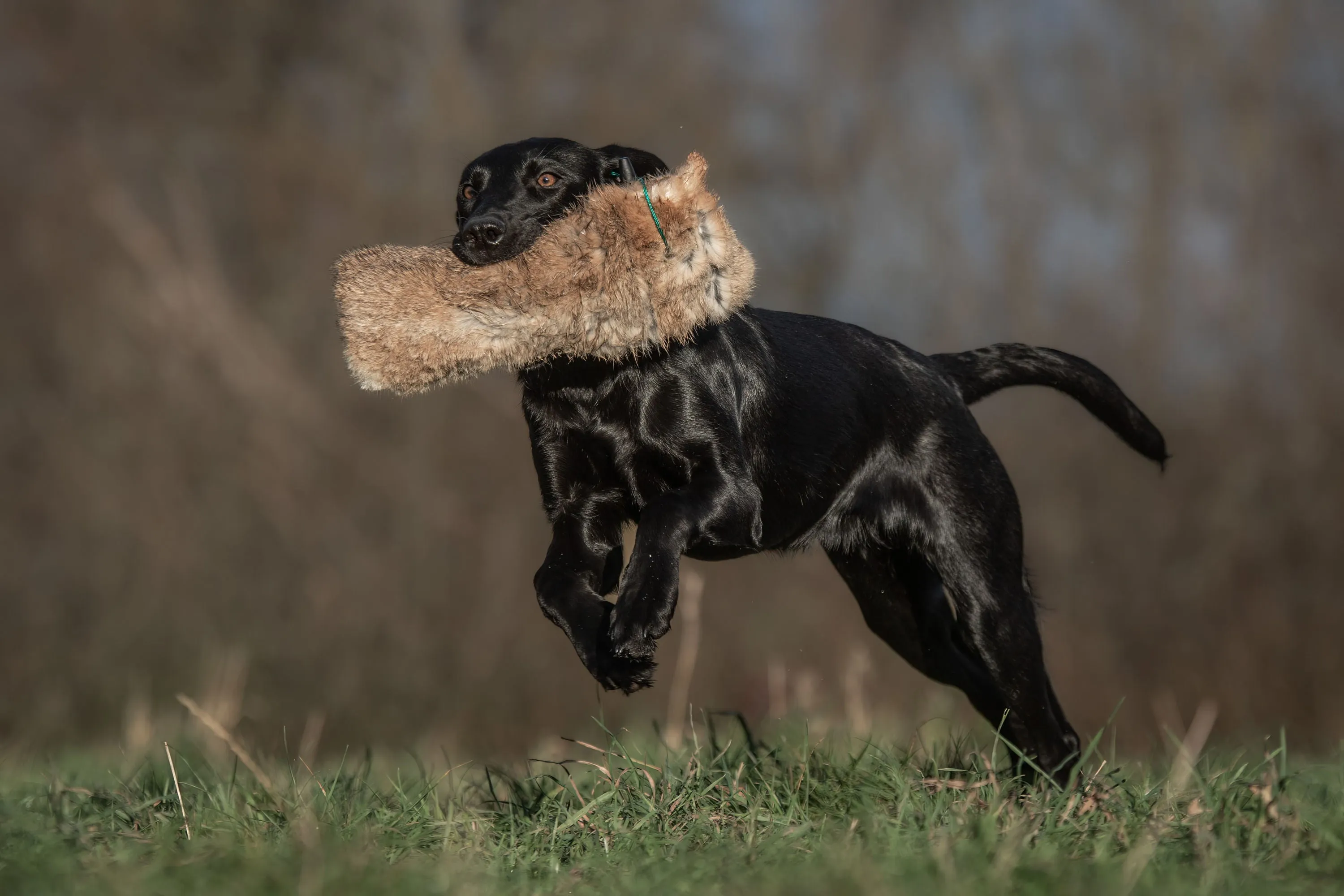 SPORTING SAINT 1 lb Rabbit Dummy With Throwing Toggle